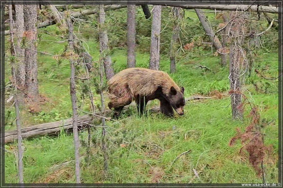 Black_Bear_2025_025