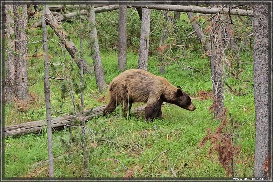 Black_Bear_2025_026