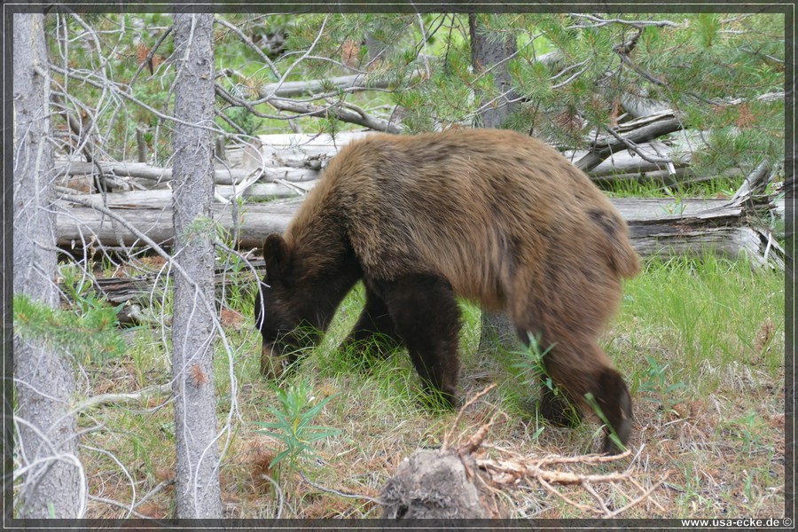 Black_Bear_2025_027