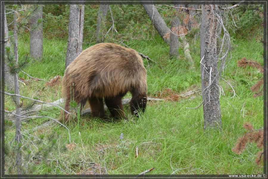 Black_Bear_2025_028