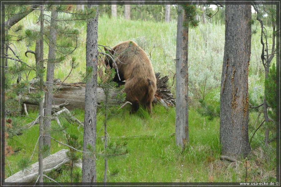 Black_Bear_2025_029