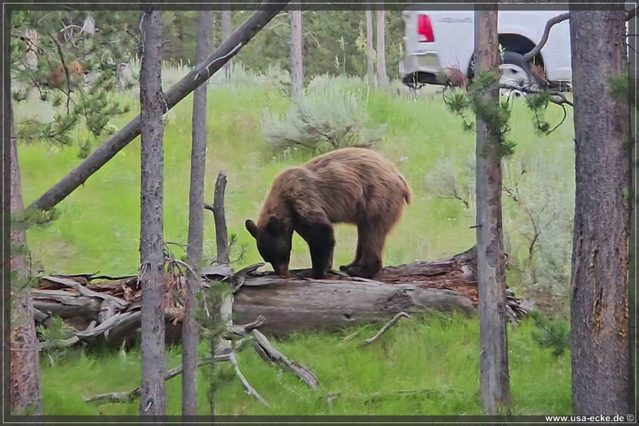 Black_Bear_2025_031